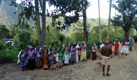 Tea Plantation